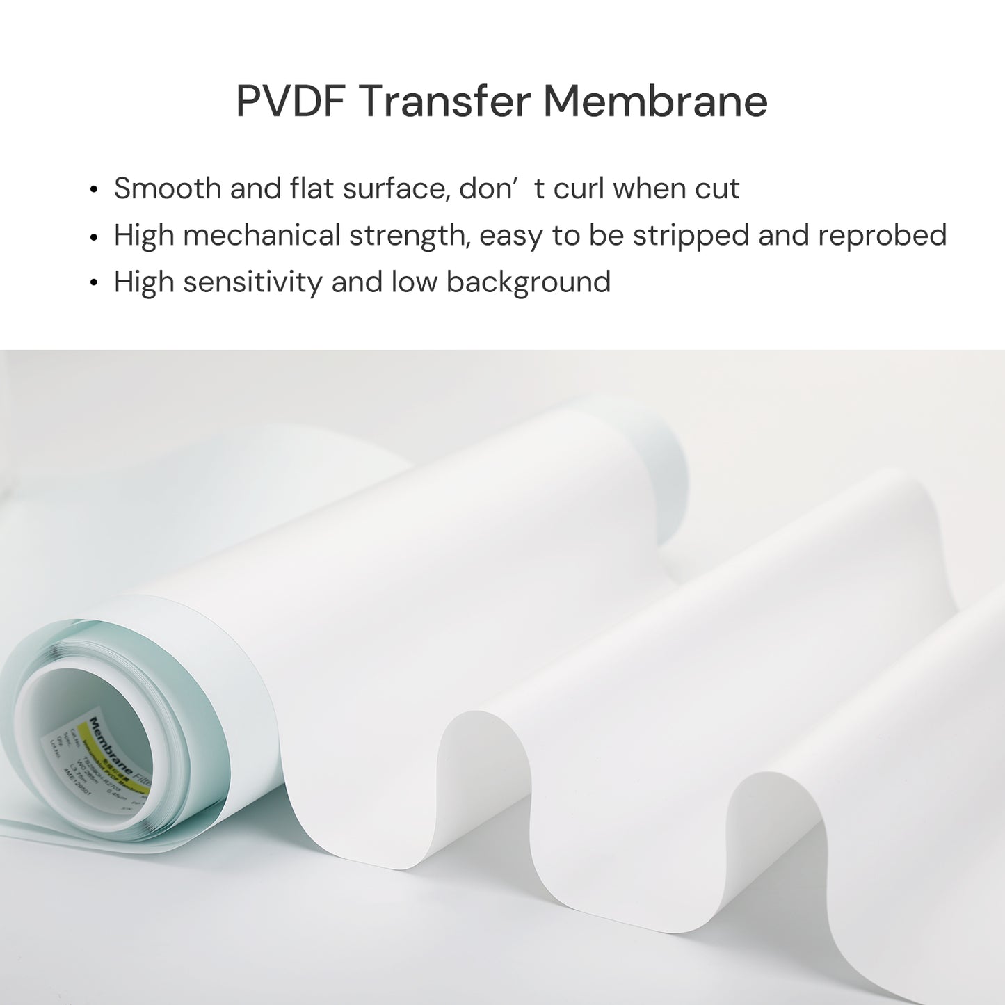 0.45µm PVDF Transfer Membranes for Western Blot