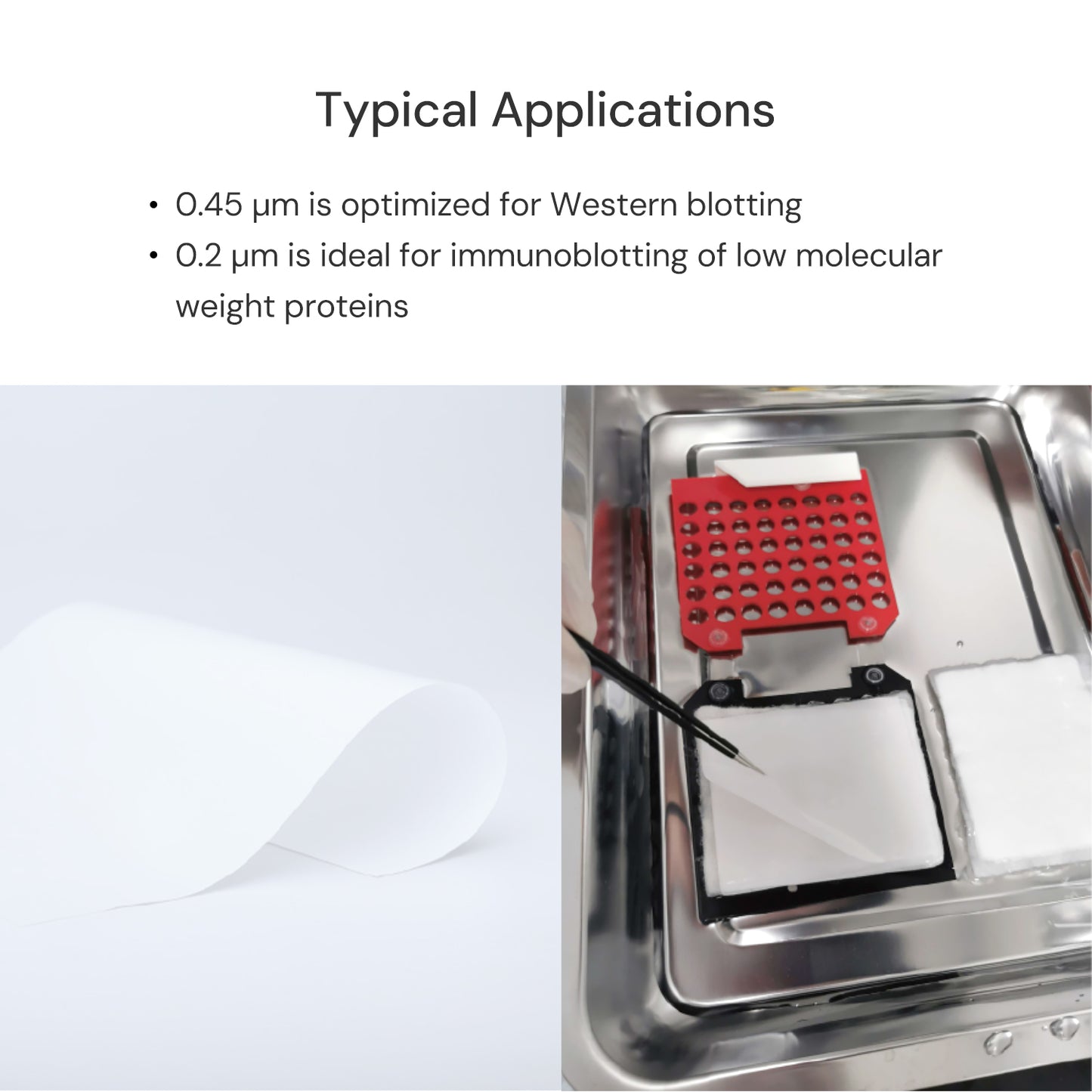0.45µm PVDF Transfer Membranes for Western Blot