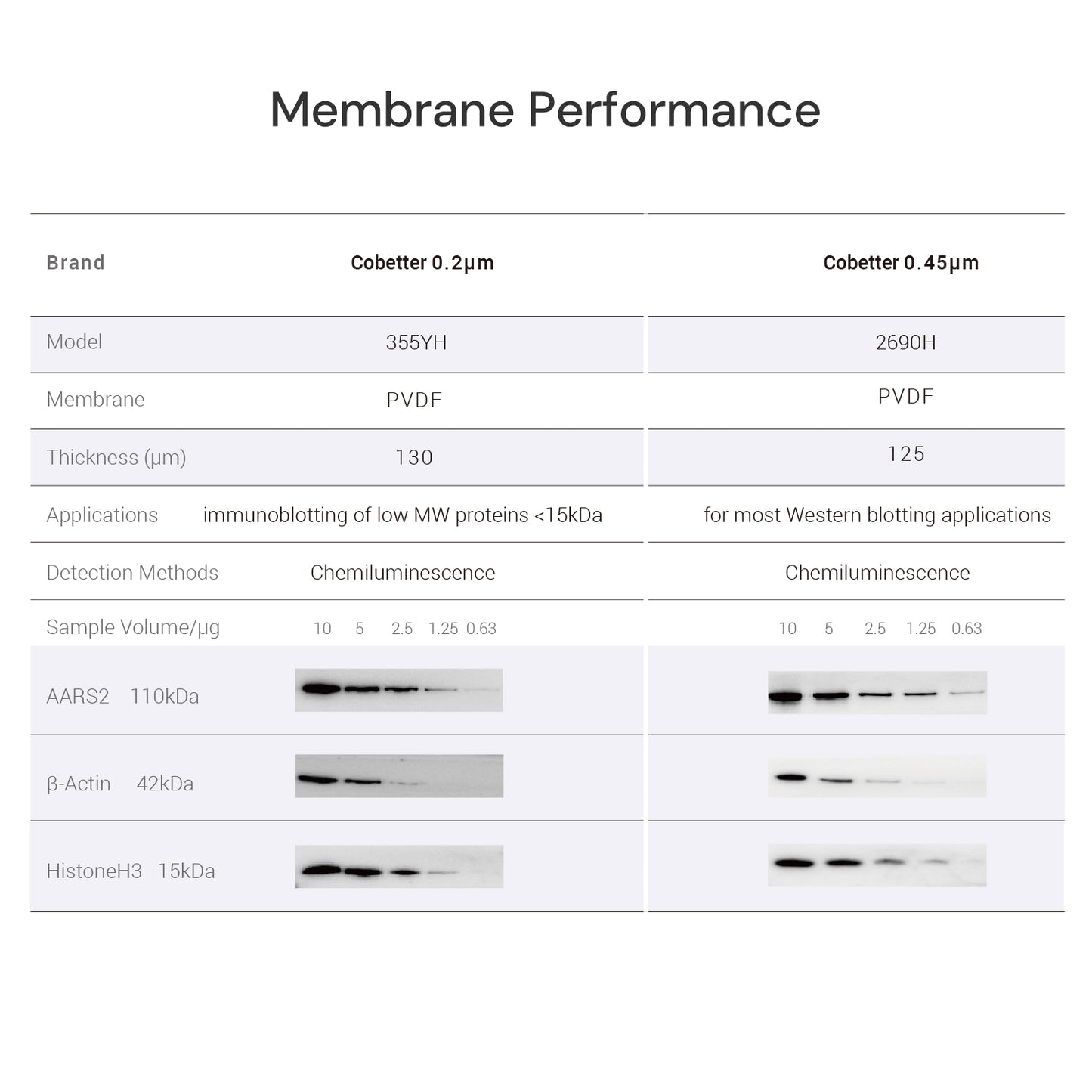 0.45µm PVDF Transfer Membranes for Western Blot