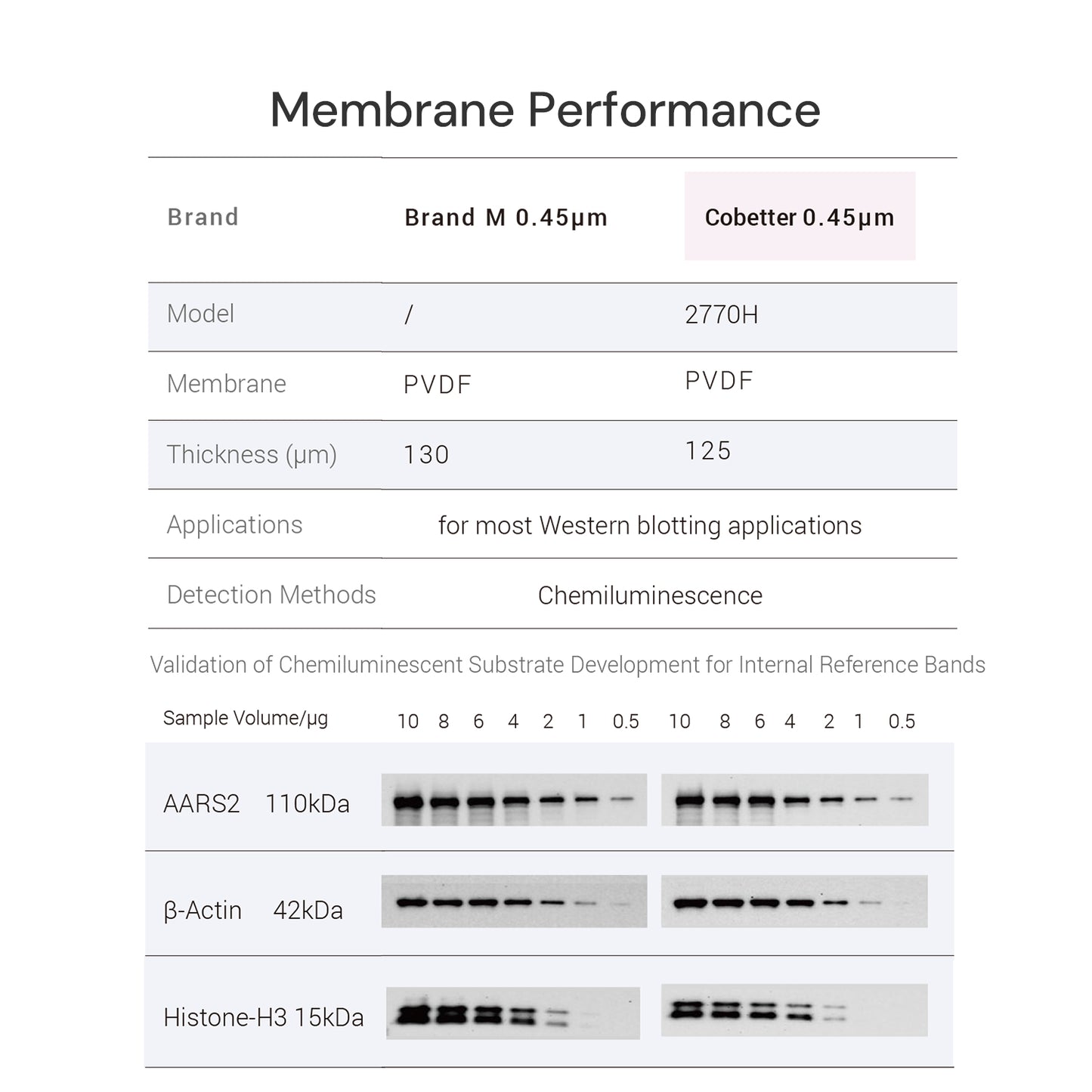0.45µm PVDF Transfer Membranes for Western Blot