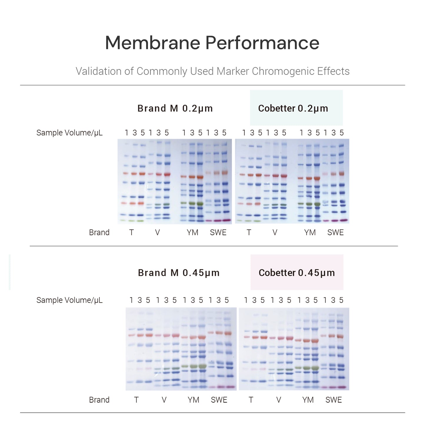 0.2μm PVDF Transfer Membranes for Western Blot