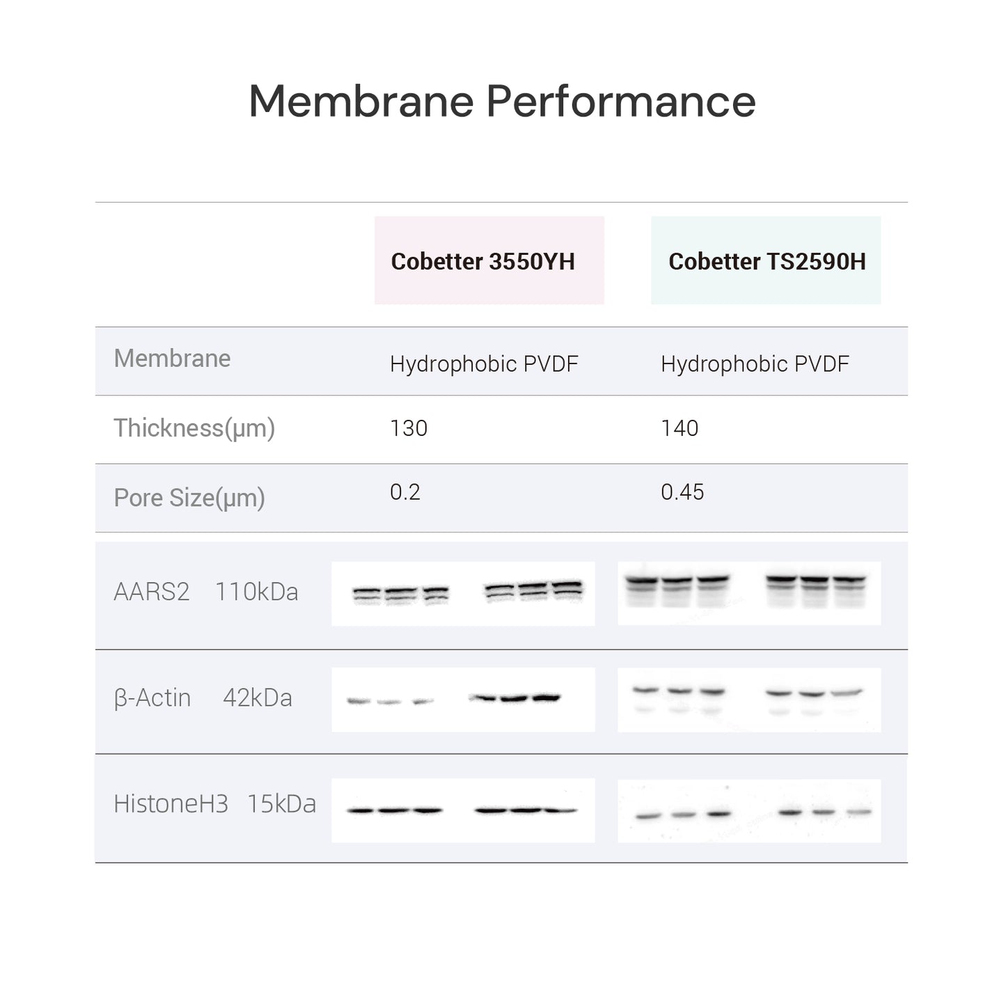 0.2μm PVDF Transfer Membranes